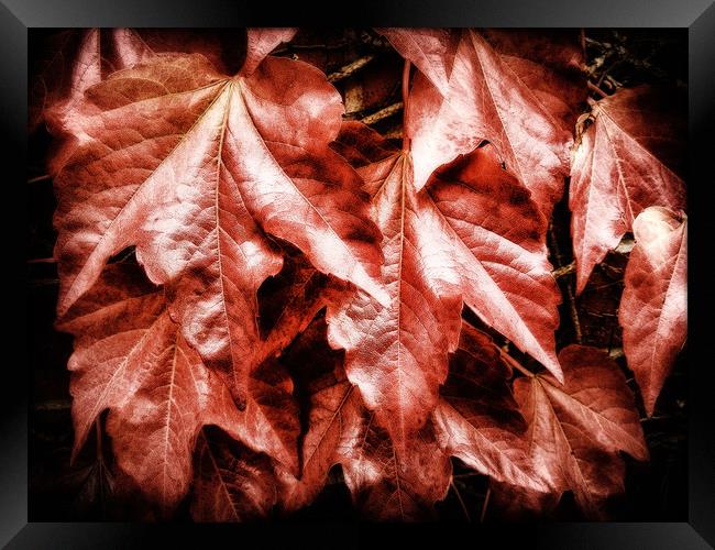 Red Ivy Framed Print by Mary Lane