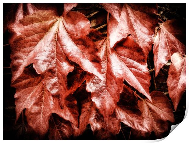 Red Ivy Print by Mary Lane