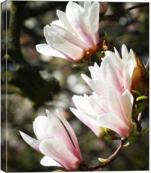 Saucer Magnolia Canvas Print by Mary Lane