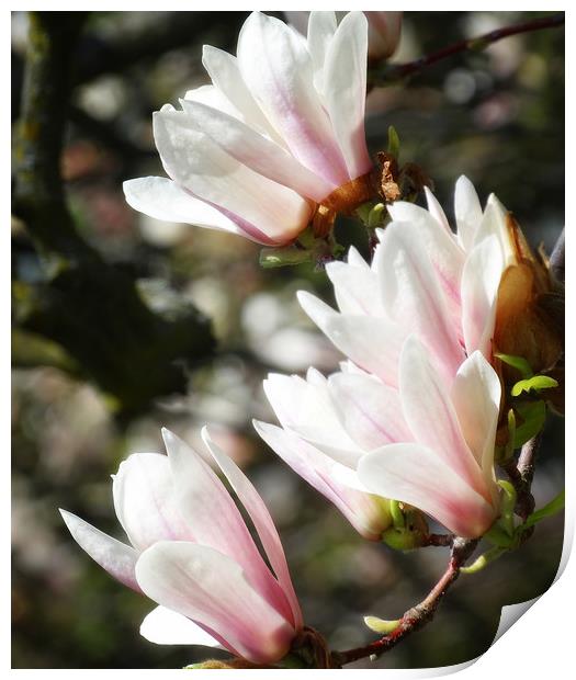 Saucer Magnolia Print by Mary Lane