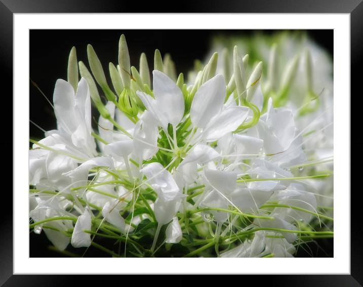Spider Flower Framed Mounted Print by Mary Lane
