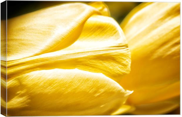 Yellow Tulips Canvas Print by Mary Lane
