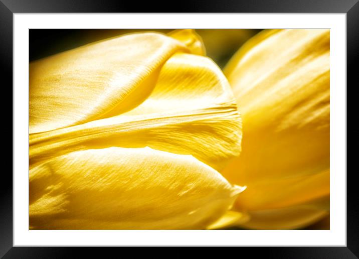 Yellow Tulips Framed Mounted Print by Mary Lane