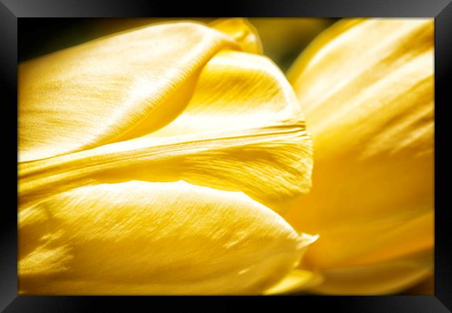 Yellow Tulips Framed Print by Mary Lane