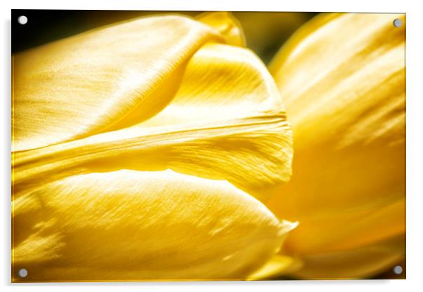 Yellow Tulips Acrylic by Mary Lane