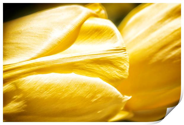 Yellow Tulips Print by Mary Lane