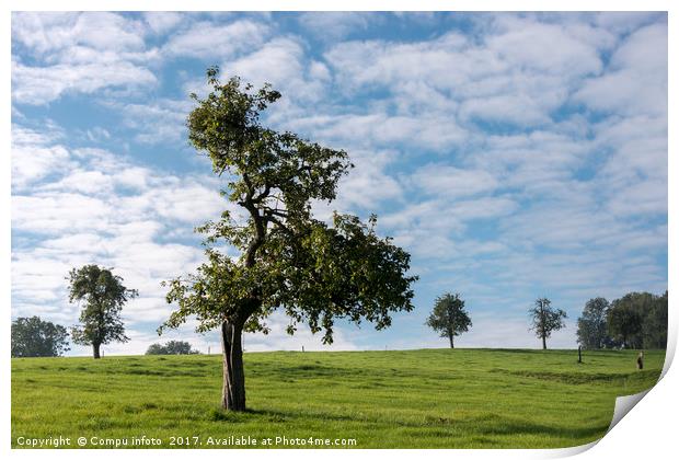 single tree in belgium landscape Print by Chris Willemsen