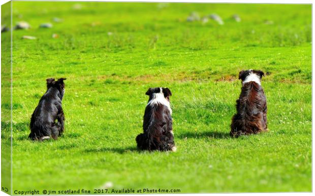 Border Collies the three Musketeers Canvas Print by jim scotland fine art
