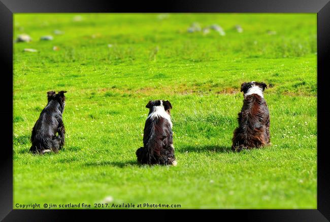 Border Collies the three Musketeers Framed Print by jim scotland fine art