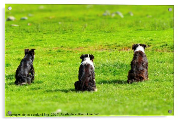 Border Collies the three Musketeers Acrylic by jim scotland fine art
