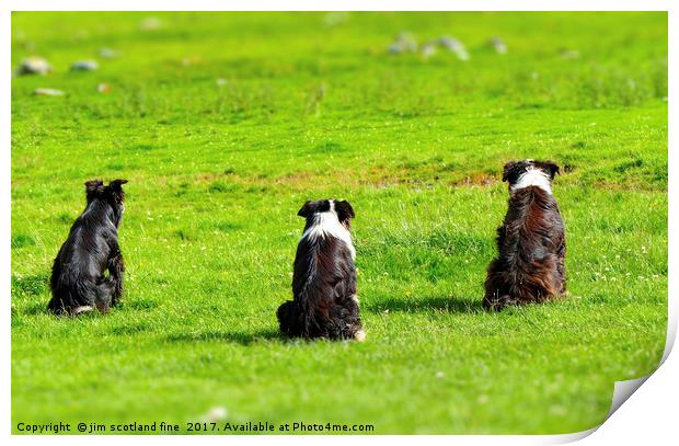 Border Collies the three Musketeers Print by jim scotland fine art