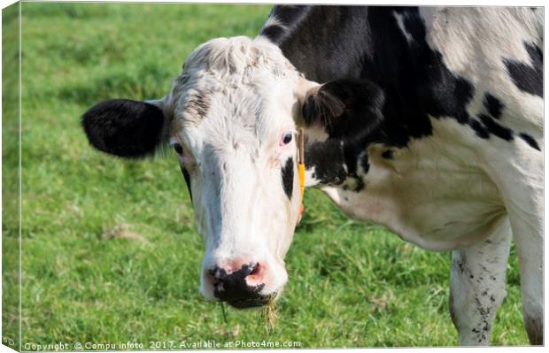 head from black and white cow Canvas Print by Chris Willemsen