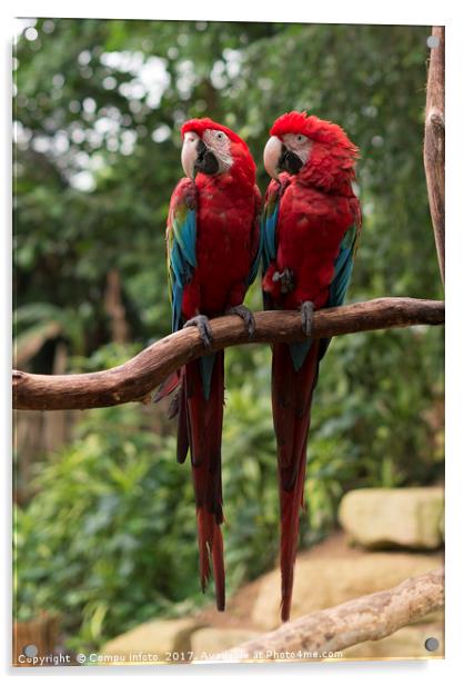 couple of red parrots in love Acrylic by Chris Willemsen