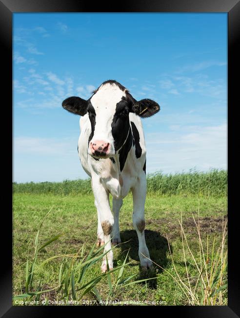 cow looking at camera Framed Print by Chris Willemsen