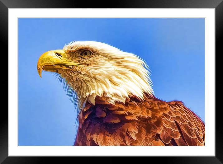 Bald Eagle Framed Mounted Print by Darryl Luscombe