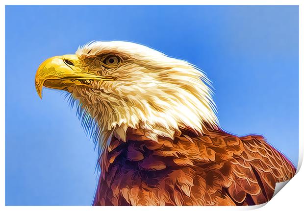 Bald Eagle Print by Darryl Luscombe