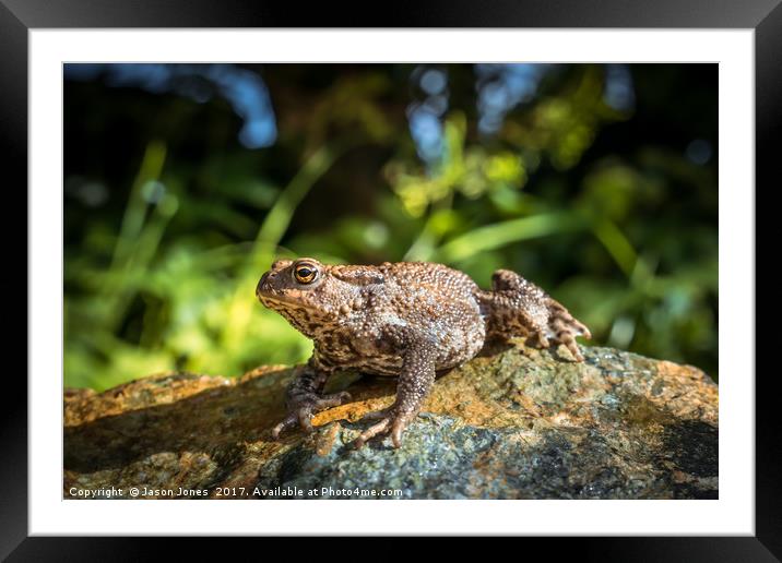 Amphibian, Common British Toad / Frog Framed Mounted Print by Jason Jones