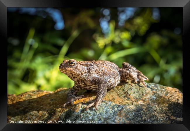 Amphibian, Common British Toad / Frog Framed Print by Jason Jones