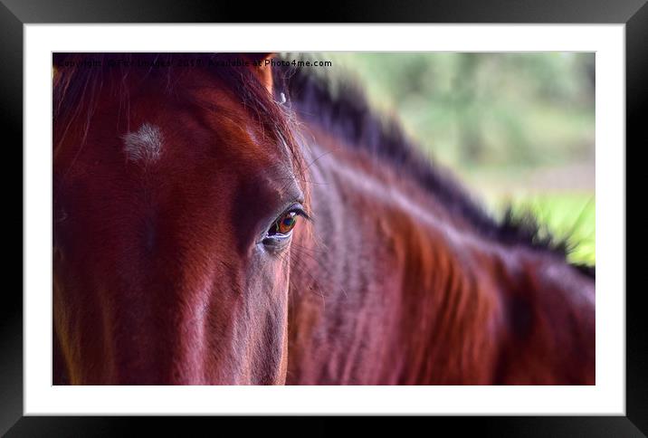 Chesnut horse in birtle Framed Mounted Print by Derrick Fox Lomax