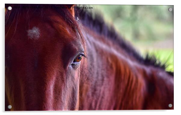 Chesnut horse in birtle Acrylic by Derrick Fox Lomax