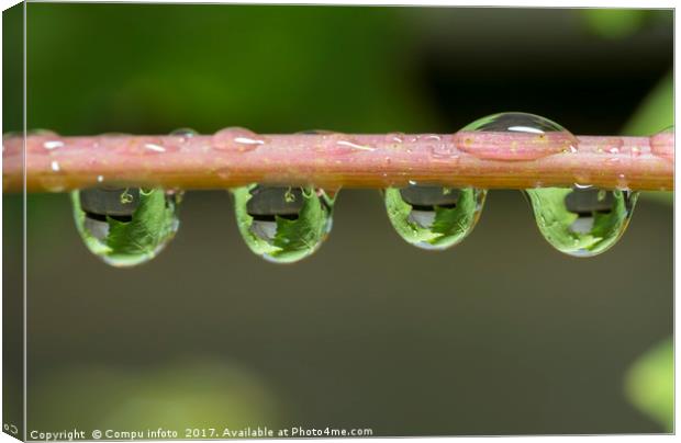 oak leaves catched in waterdrops Canvas Print by Chris Willemsen