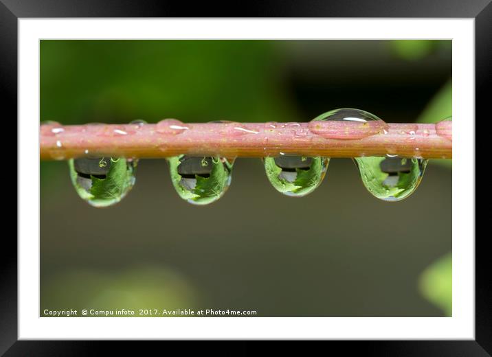 oak leaves catched in waterdrops Framed Mounted Print by Chris Willemsen