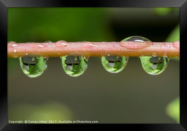 oak leaves catched in waterdrops Framed Print by Chris Willemsen