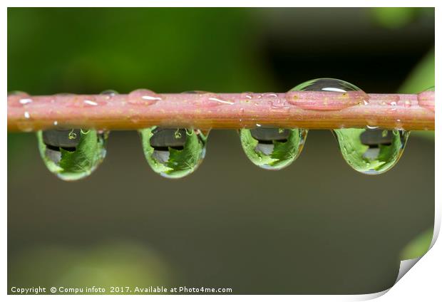 oak leaves catched in waterdrops Print by Chris Willemsen