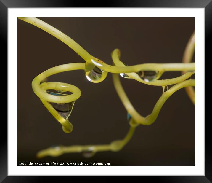 waterdrops catch by grapevines Framed Mounted Print by Chris Willemsen