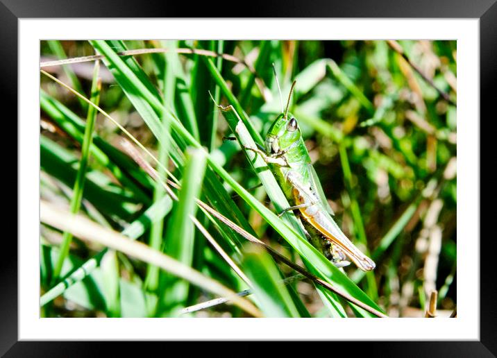 Common Green Grasshopper Framed Mounted Print by Mark Thompson