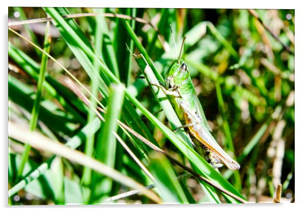 Common Green Grasshopper Acrylic by Mark Thompson