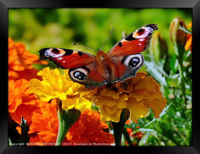 "Marigolds with peacock butterfly" Framed Print by ROS RIDLEY