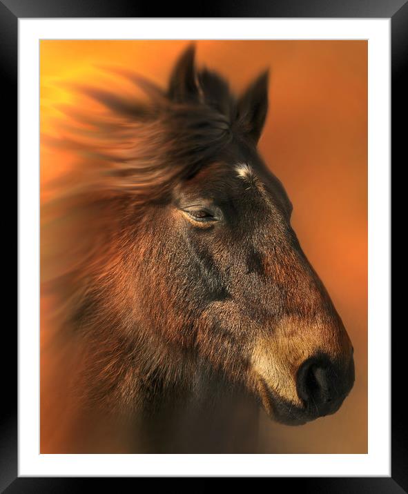 Portriat of a horse Framed Mounted Print by Robert Fielding