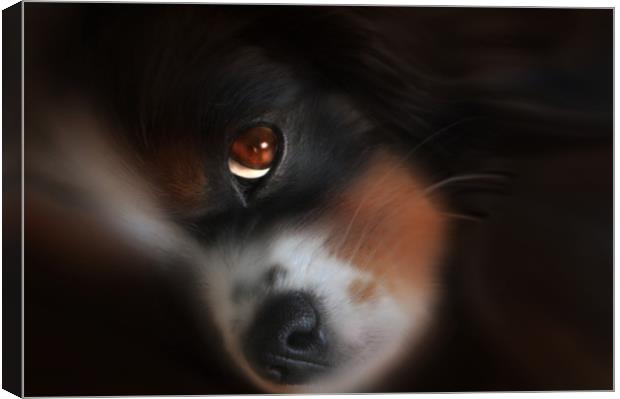 King Charles puppy Canvas Print by Robert Fielding