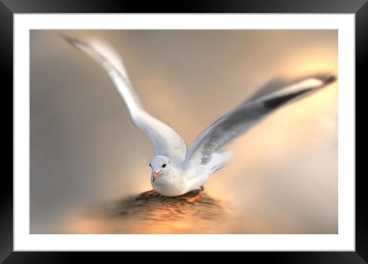 seagull  Framed Mounted Print by Robert Fielding