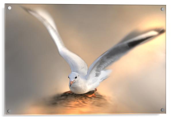 seagull  Acrylic by Robert Fielding