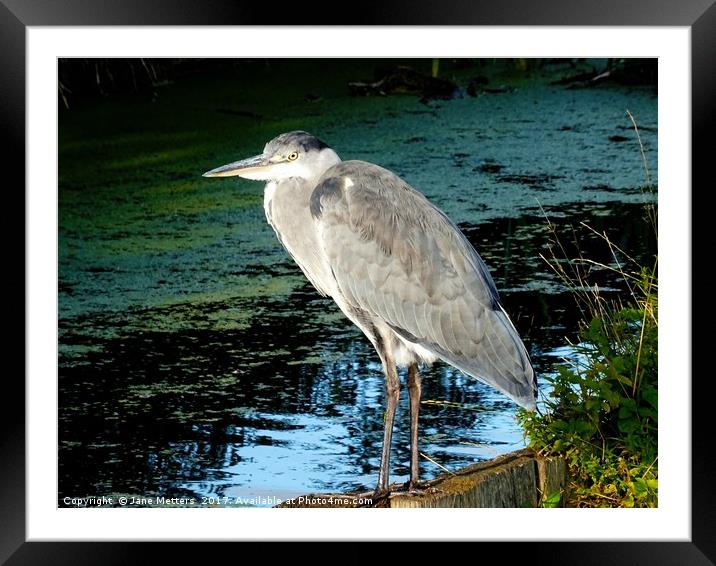 Standing at the Edge  Framed Mounted Print by Jane Metters