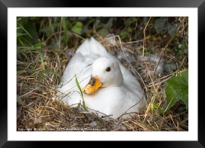 White Call Duck Sitting on Eggs in Her Nest Framed Mounted Print by Jason Jones