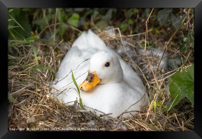 White Call Duck Sitting on Eggs in Her Nest Framed Print by Jason Jones