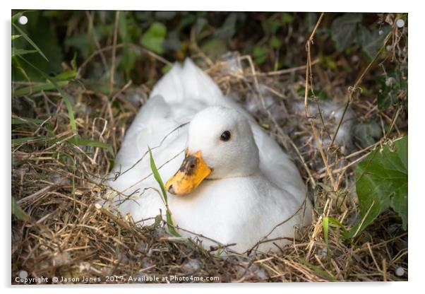 White Call Duck Sitting on Eggs in Her Nest Acrylic by Jason Jones