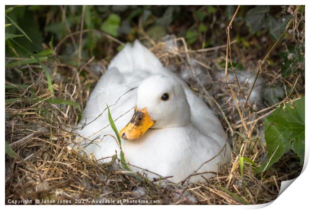 White Call Duck Sitting on Eggs in Her Nest Print by Jason Jones