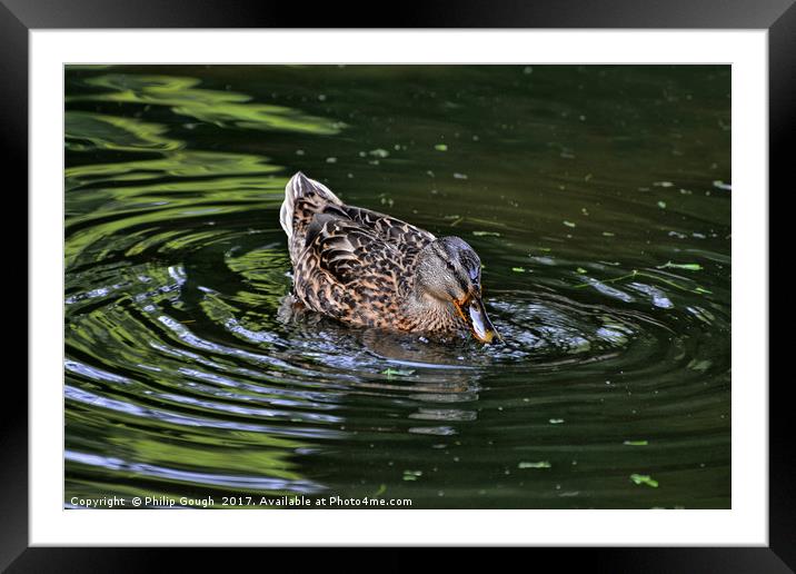 Ducking Duck Framed Mounted Print by Philip Gough