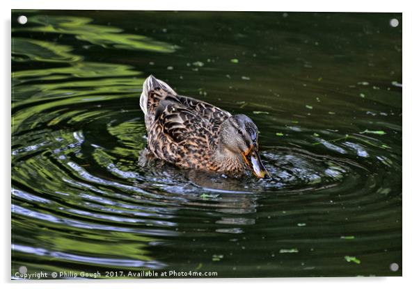 Ducking Duck Acrylic by Philip Gough