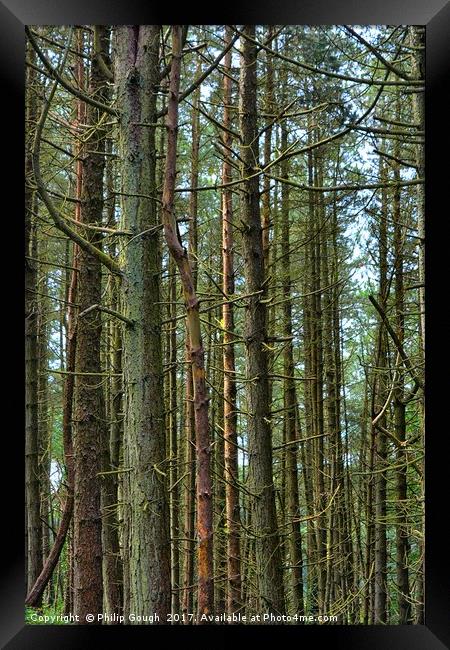Forest Tree's Framed Print by Philip Gough