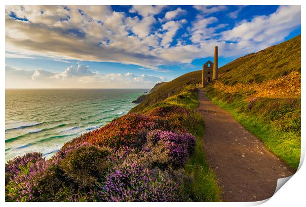 Heather splendour Wheal Coates Print by Michael Brookes