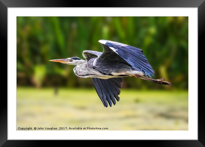 Grey Heron in flight Framed Mounted Print by John Vaughan