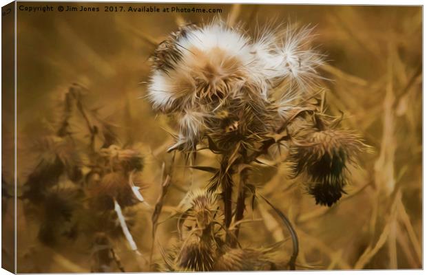 Dead Thistle with pastel filter Canvas Print by Jim Jones