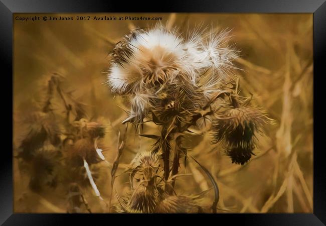 Dead Thistle with pastel filter Framed Print by Jim Jones