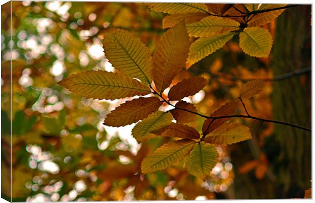 Autum Leaves Canvas Print by Donna Collett