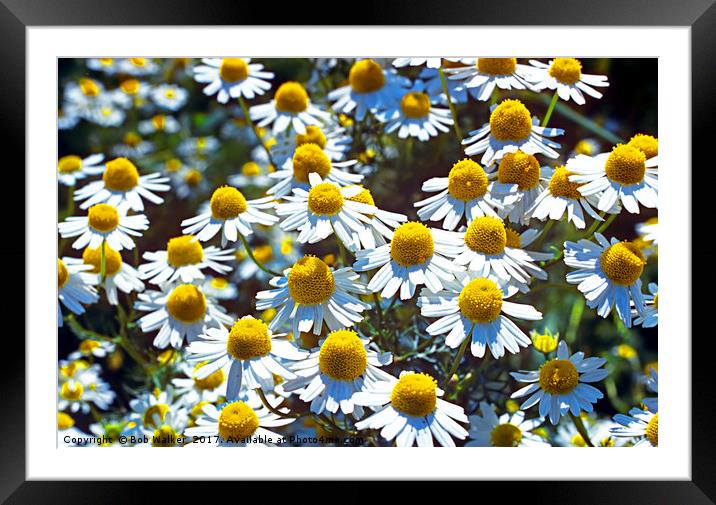 Scented Mayweed Framed Mounted Print by Bob Walker